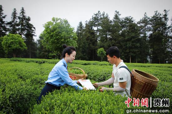国家税务总局凤冈县税务局走进茶海,全力打造“税务+景区+游客”立体宣传模式。