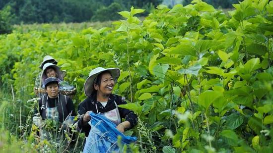纳雍县勺窝镇村民正在采摘桑叶,幸福洋溢在脸上。罗勇摄