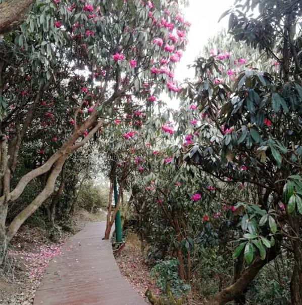 TIM截图20190318112219.png