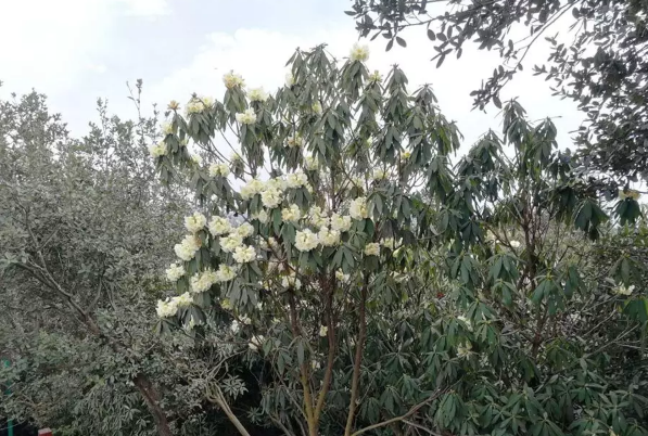 TIM截图20190318112311.png